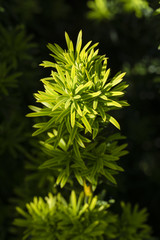Young shoots of ornamental spruce.
