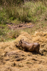 Warthog eating Hay during Drought in Mlilwane Wildlife Sanctuary, Swaziland, Africa