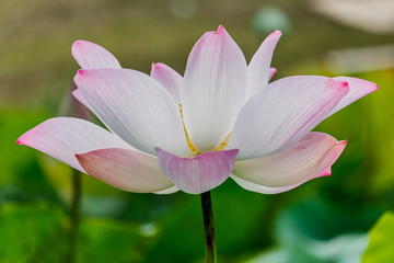  beautiful pink waterlily or lotus flower in pond