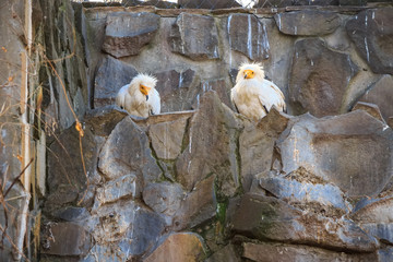 Two egyptian vultures or Neophron percnopterus