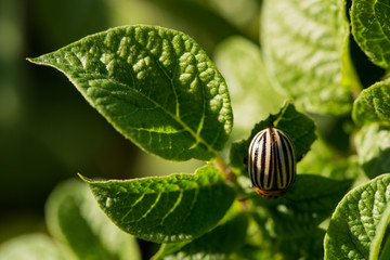Колорадский жук 