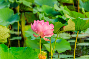 Pink Lotus flower and Lotus flower plants
