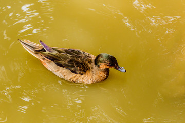  Fulvous whistling duck (Dendrocygna bicolor)