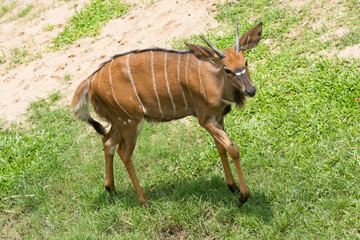 Thomson's Gazelle