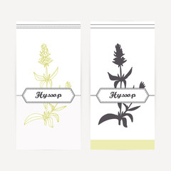 Hand drawn hyssop in outline and silhouette style. Spicy herbs