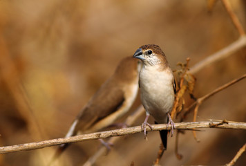 Indian silverbill