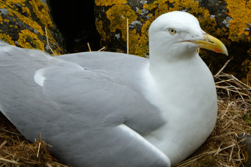 Black-backed gull, Inchcolm Island, Scotland