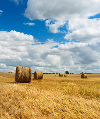 Bales of Straw in Stubble Field during Harvest, Summer Landscape under Blue Sky