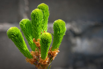 Young spruce shoots