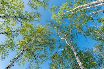 新緑のシラカバ