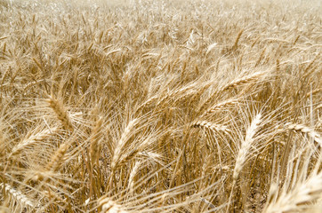 Gold Wheat Field. Beautiful Nature Sunset Landscape.