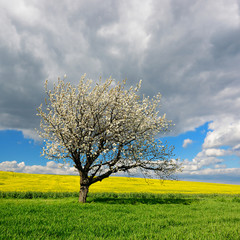Fototapeta na wymiar Cherry Tree in Full Bloom along Fields of Rapeseed and Barley, Spring Landscape under Stormy Sky 