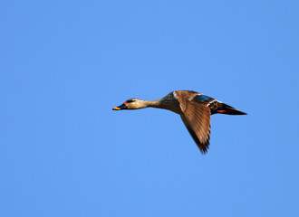 Spot-billed duck