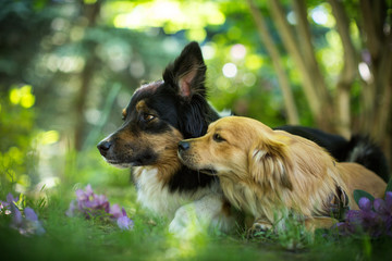 eine besondere Hundefreundschaft
