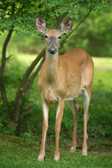 White-tailed deer stands still, listening for danger