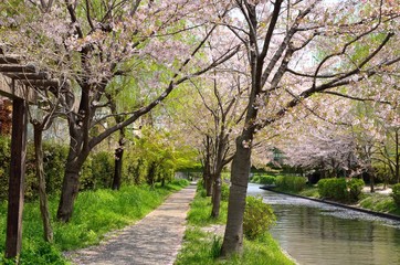 京都　春の宇治川派流