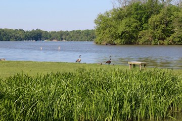 The lake and the geese over the tall grass weeds.