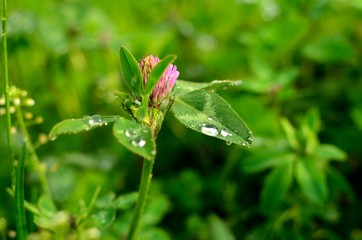 koniczyna o poranku © Piotr Łaskawski