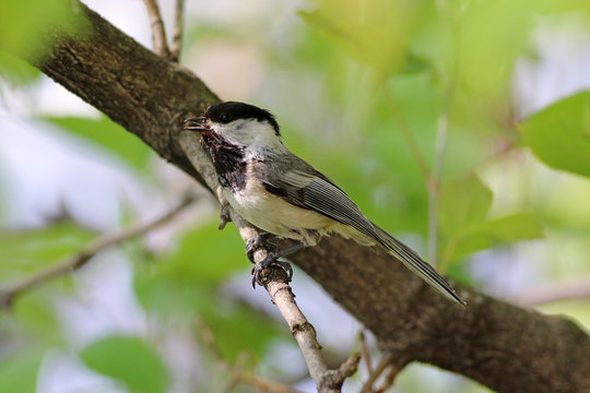 m&eacute;sange &agrave; t&ecirc;te noire