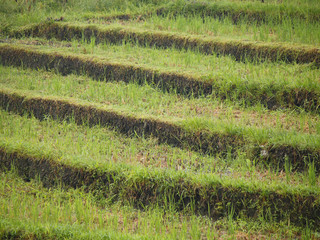 Levels of land with borders, a rice field in the state ofpreparation before flooding and rice planting on terraces