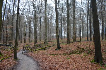 Small path in autumn forest