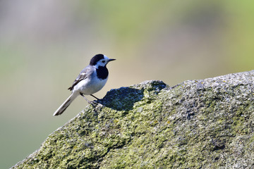 Bachstelze bei der Futtersuche