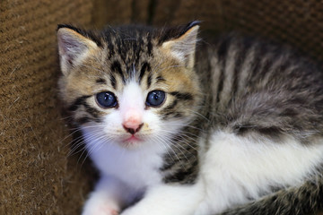 Naklejka na ściany i meble Cute little kitten close up