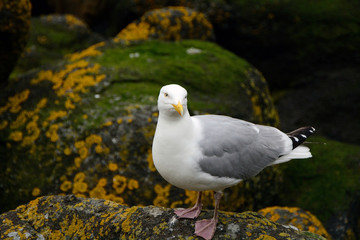 Obraz premium Black-backed gull, Inchcolm Island, Scotland