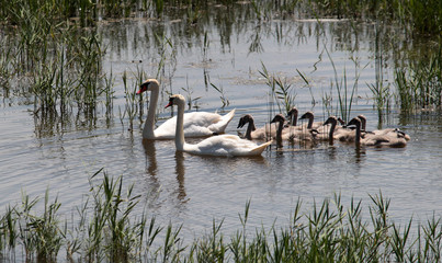 Mother and father swan with their cygnets, family, parents with chicks,Skocjanski zatok Nature Reserve,Slovenia.