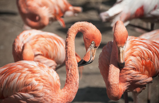 Two large pink Flamingo closeup.