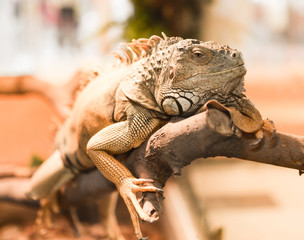 Portrait of an iguana in a zoo