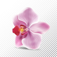 Orchid flower isolated on transparent background. Vector realistic illustration of orchid pink flower.