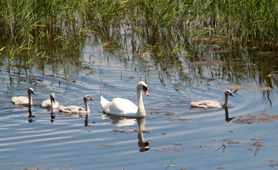 Mother swan with cygnets Mute Swan, Cygnus olor, family, parents with chicks,Skocjanski zatok Nature Reserve,Slovenia.