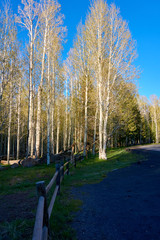Birch forest, nature - California, USA