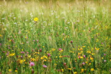 Summer meadow, grass field with colorful flowers, nature background concept, soft focus, warm pastel tones