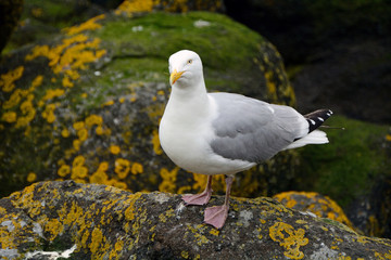 Black-backed gull, Inchcolm Island, Scotland