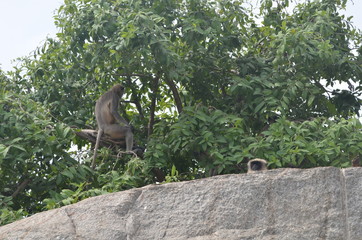 Monkey