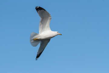 Ring-billed Gull in Flight