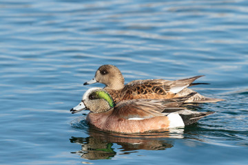 Fototapeta premium Duck - American Wigeon Water Fowl