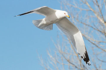 Ring-billed Gull in Flight