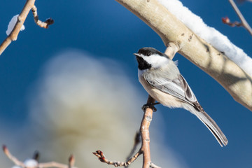 Black-capped Chickadee Sitting on a Tree Branch