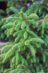 Green Lush Spruce Branch. Fir branches. tree detail. Spruce background. Coniferous forest.