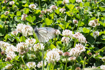 Cabbage butterfly on white flowers. Invasion cabbage butterflies