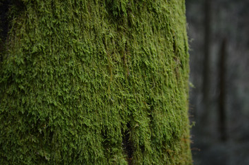 moss growing on tree
