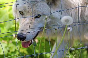 loup