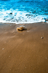 Jellyfish washed ashore on the beach
