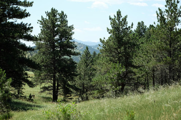 Evergreens and boulders in the Rocky Mountains