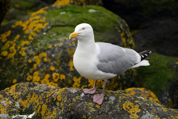 Black-backed gull, Inchcolm Island, Scotland