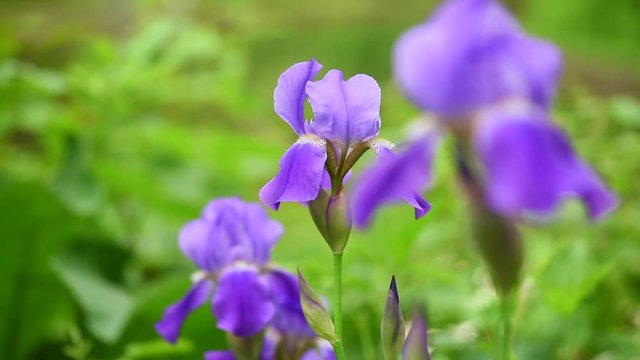 Iris flower, spring flowers
