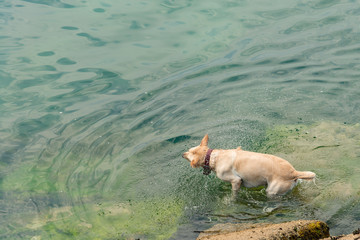 Labrador Retriever dog playing in clear aqua blue green water © clsdesign
